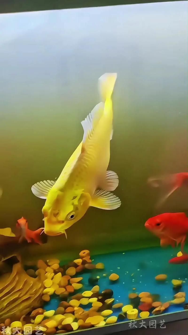 請?zhí)峁┦箫L(fēng)水魚的詳細(xì)圖片，十大風(fēng)水魚十大風(fēng)水魚詳細(xì)解析，金魚象征著財(cái)富和繁榮