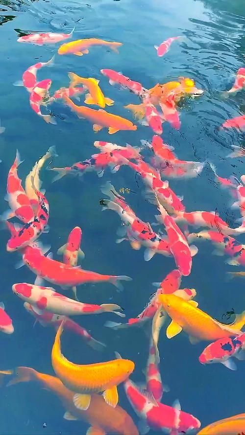 請?zhí)峁┦箫L(fēng)水魚的詳細(xì)圖片，十大風(fēng)水魚十大風(fēng)水魚詳細(xì)解析，金魚象征著財(cái)富和繁榮
