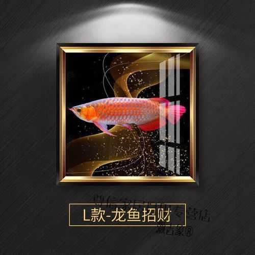 如何搭配背景色增強(qiáng)龍魚(yú)的觀賞性？，如何搭配背景色以極致增強(qiáng)龍魚(yú)觀賞性