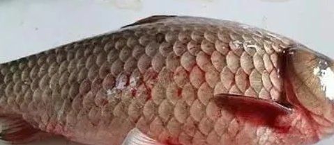 如何判斷李亞龍魚(yú)是否感染了細(xì)菌性敗血癥，如何判斷李亞龍魚(yú)是否感染了細(xì)菌性敗血癥？