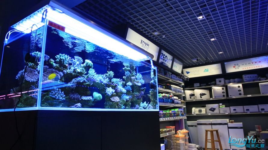 羅湖龍魚有哪些知名品牌，深圳羅湖龍魚品牌羅湖龍魚有哪些知名品牌羅湖龍魚品牌