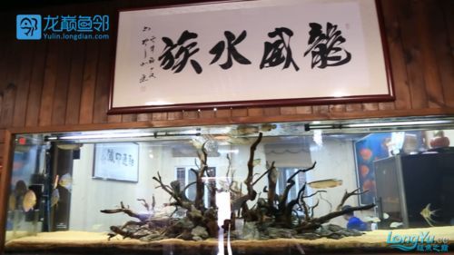 羅湖龍魚有哪些知名品牌，深圳羅湖龍魚品牌羅湖龍魚有哪些知名品牌羅湖龍魚品牌