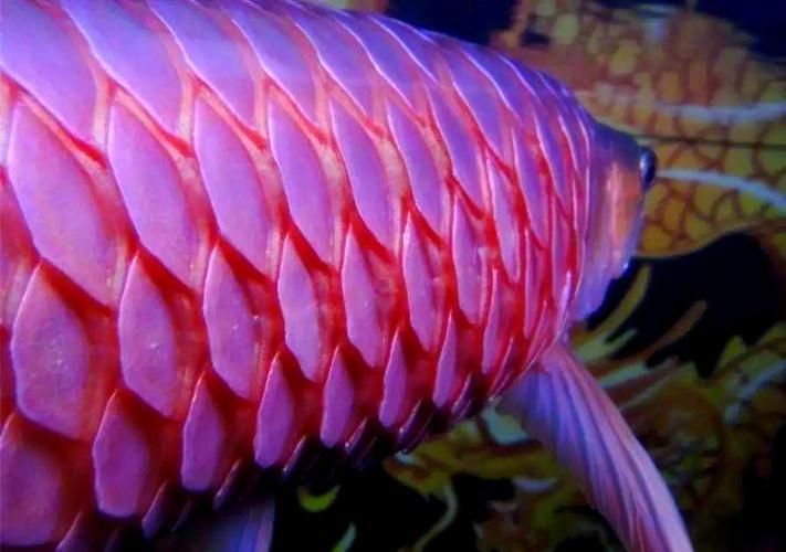 給我一份淡水龍魚健康檢查清單，淡水龍魚健康檢查清單