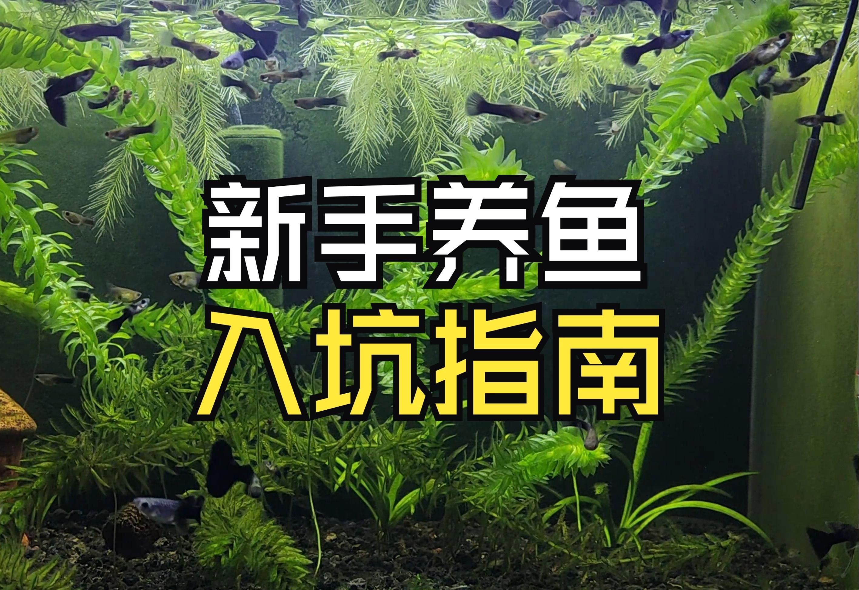 有哪些觀賞魚適合新手飼養，新手養魚checklist，幫你一步步避開常見坑？