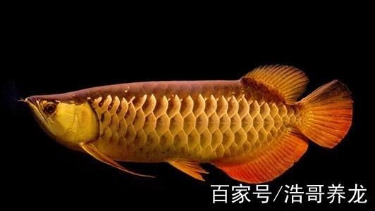 給我推薦一些性價比高的純血統(tǒng)金龍魚