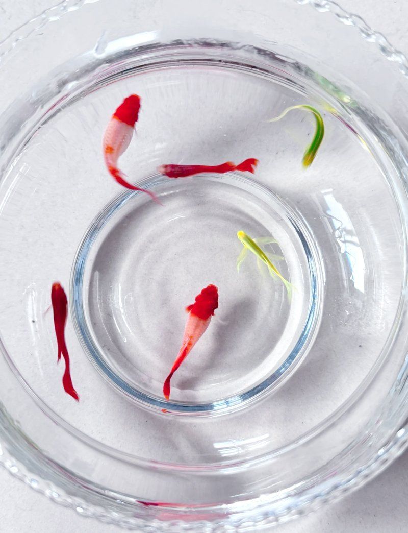 哪些類型的魚腹水可以用土霉素治療，哪些類型的魚腹水可以用土霉素治療土霉素治療土霉素