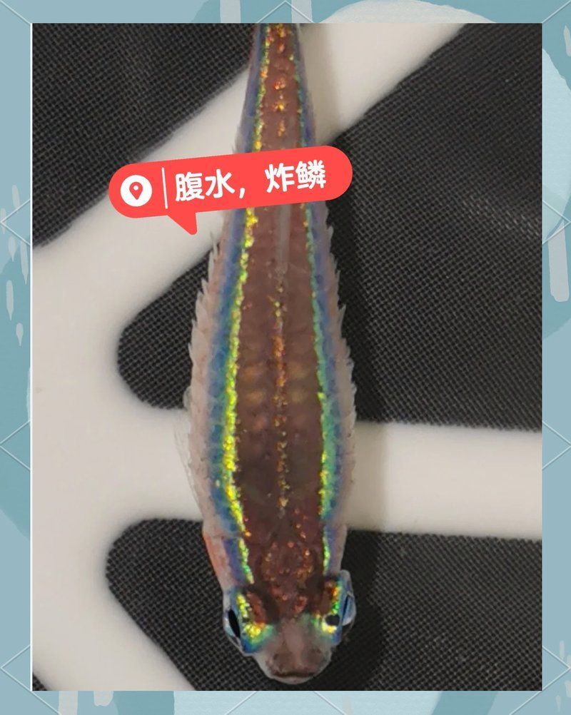 哪些類型的魚腹水可以用土霉素治療，哪些類型的魚腹水可以用土霉素治療土霉素治療土霉素