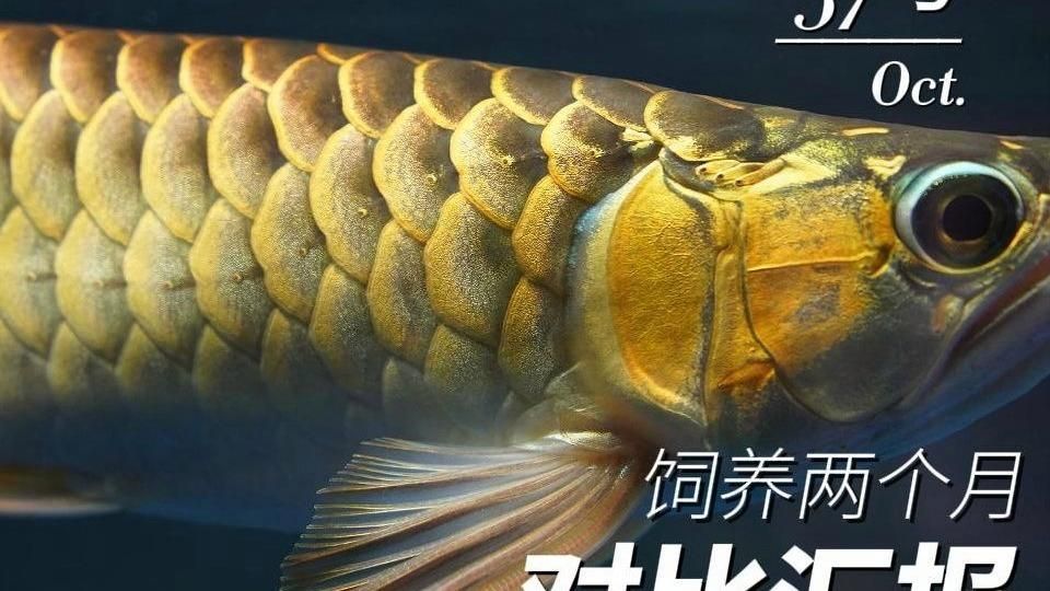 老孫介紹養(yǎng)龍魚(yú)的視頻有哪些特點(diǎn)？，養(yǎng)龍魚(yú)的視頻有哪些特點(diǎn)？