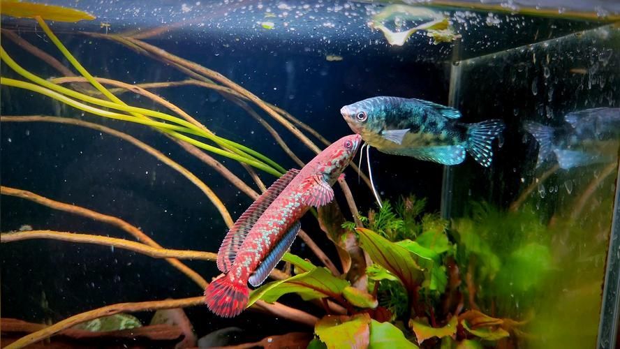 如何區(qū)分不同品種的雷龍魚？，如何區(qū)分“雷龍魚”