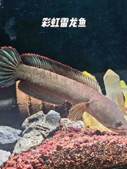 如何區(qū)分不同品種的雷龍魚？，如何區(qū)分“雷龍魚”