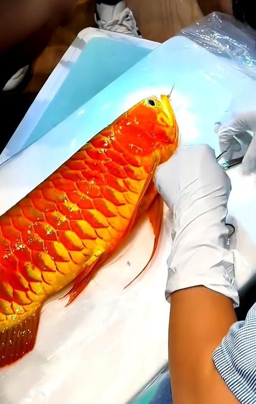 越秀龍魚的市場供應情況，越秀龍魚市場供應情況主要批發市場價格遠超普通淡水魚