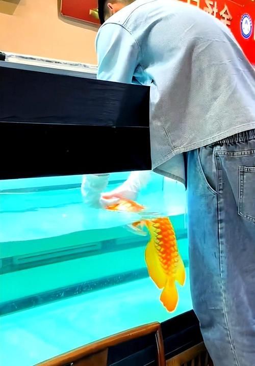越秀龍魚的市場供應(yīng)情況，越秀龍魚市場供應(yīng)情況主要批發(fā)市場價(jià)格遠(yuǎn)超普通淡水魚