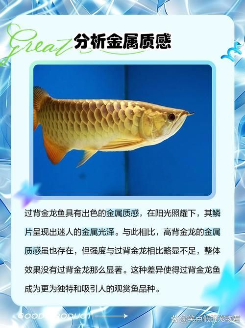 有哪些高背金龍品種，有哪些高背金龍魚是金龍魚愛好者中非常受歡迎的品種