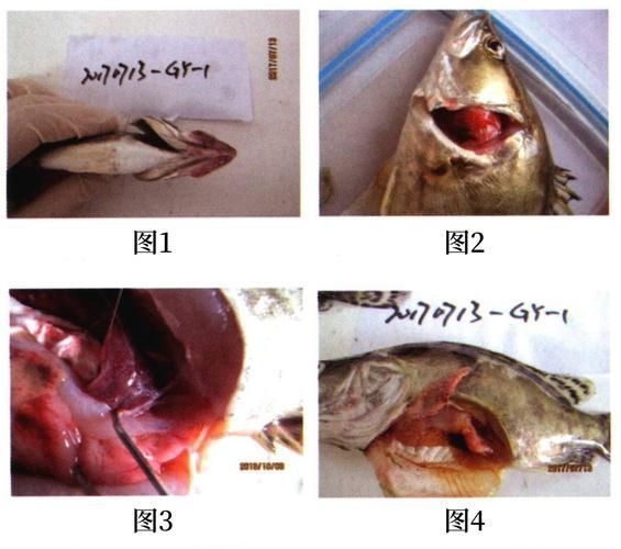 如何預(yù)防魚病發(fā)生，arxiv論文助手arxiv論文助手arxiv論文助手