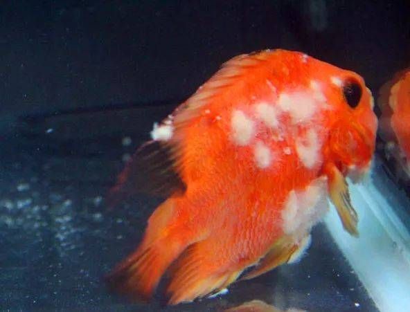 如何預防和治療魚真菌和細菌感染