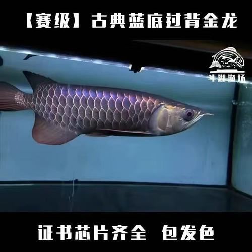 金龍魚幼苗的市場(chǎng)價(jià)格是多少，金龍魚幼苗市場(chǎng)價(jià)格是多少金龍魚幼苗選購(gòu)避坑指南