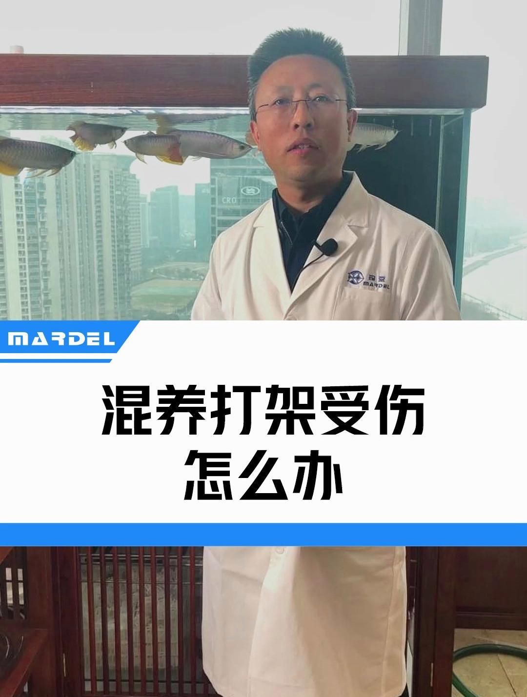 龍魚打架后多久會(huì)恢復(fù)，如何判斷龍魚打架后的傷情？
