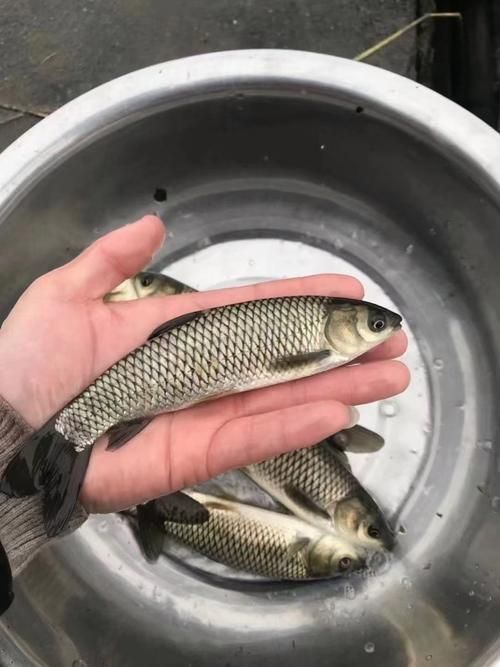 給我提供草魚苗的實(shí)時(shí)價(jià)格，草魚苗價(jià)格詳解