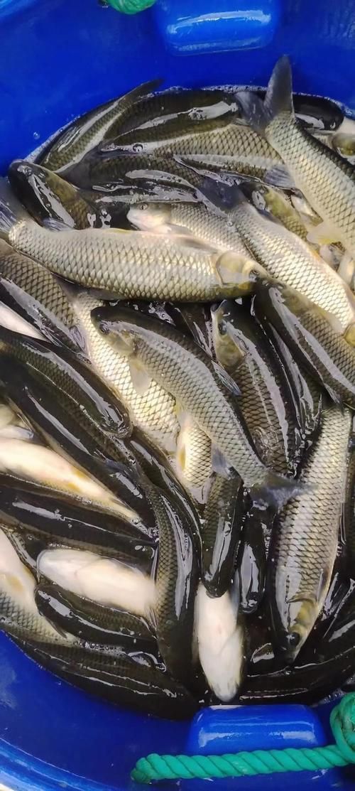給我提供草魚苗的實時價格，草魚苗價格詳解
