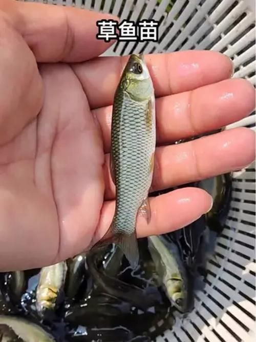 給我提供草魚苗的實時價格，草魚苗價格詳解