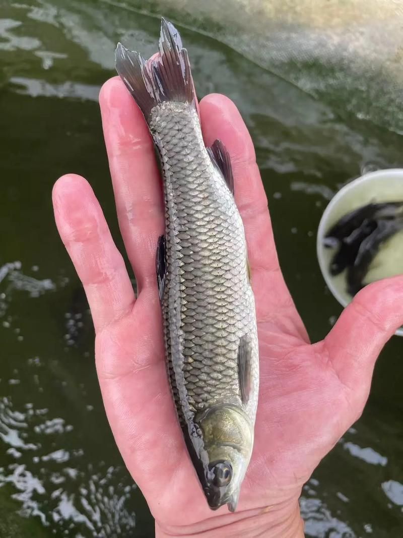 給我提供草魚苗的實(shí)時(shí)價(jià)格，草魚苗價(jià)格詳解