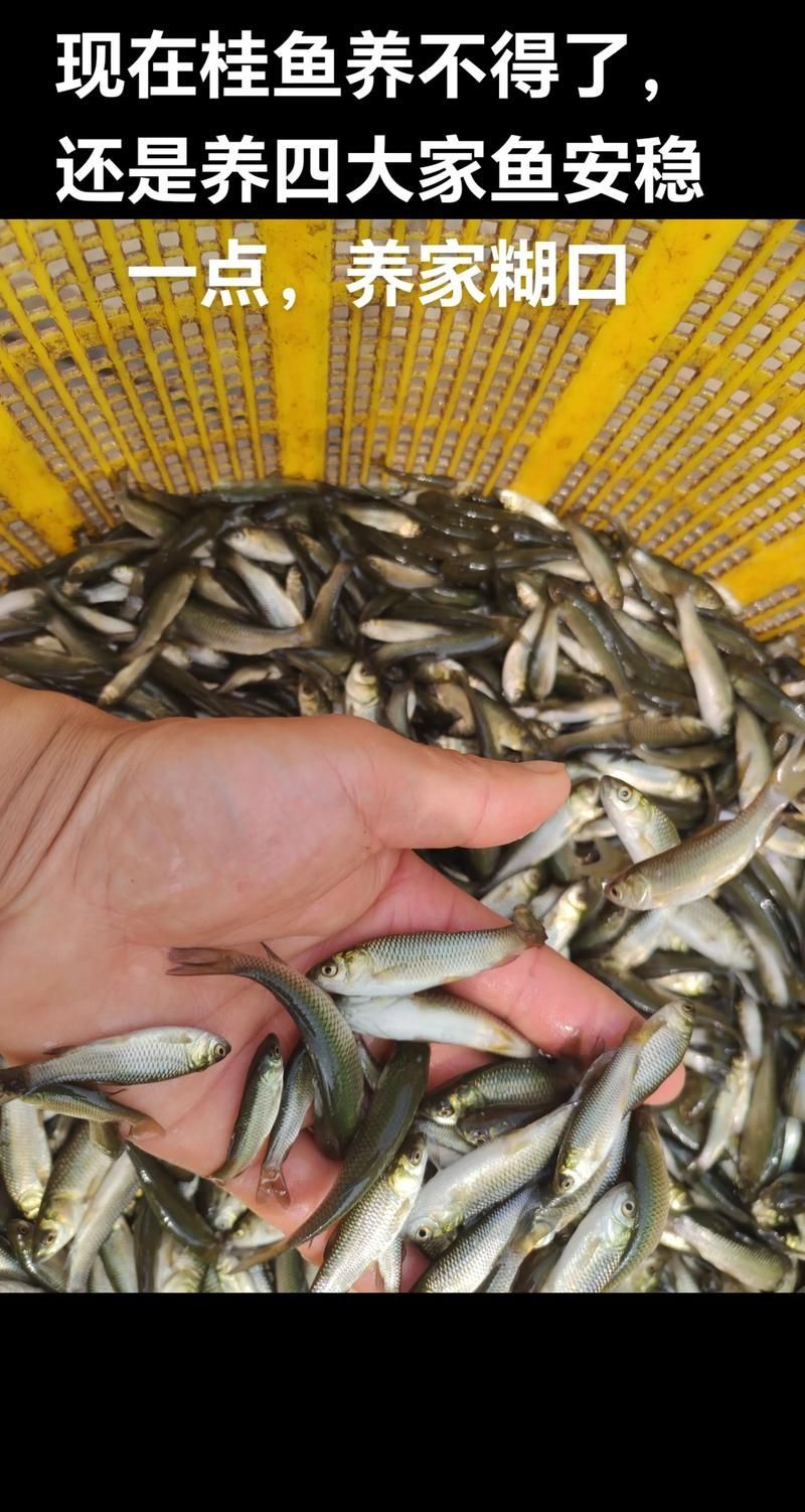 給我提供草魚苗的實時價格，草魚苗價格詳解