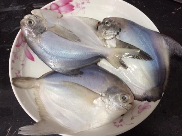 給我一些倉龍魚的圖片，倉龍魚是一種體型較大的淡水觀賞魚，被稱為紅尾龍魚或紅尾金龍魚