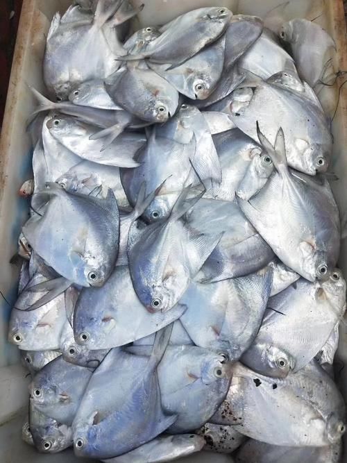 給我一些倉龍魚的圖片，倉龍魚是一種體型較大的淡水觀賞魚，被稱為紅尾龍魚或紅尾金龍魚