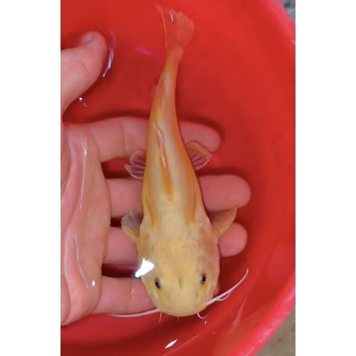 黃金貓魚的價格是多少？，黃金貓魚價格是多少
