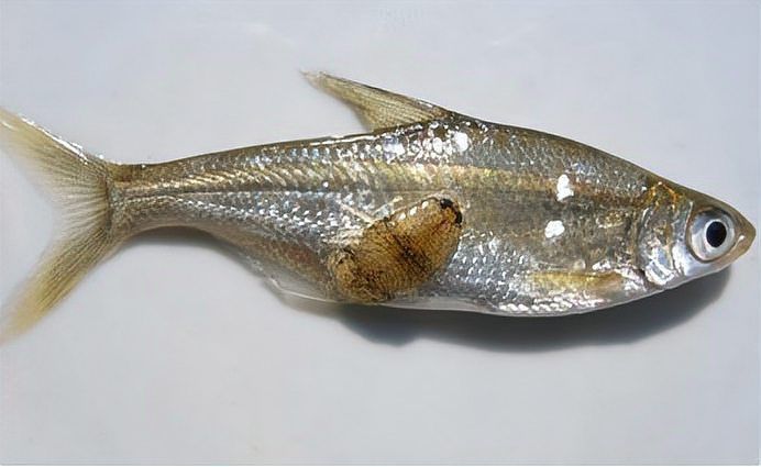 如何區(qū)分不同種類的魚虱，arxiv論文助手arxiv論文助手arxiv論文助手