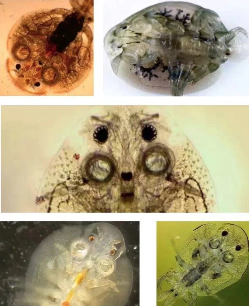 如何區(qū)分不同種類的魚虱，arxiv論文助手arxiv論文助手arxiv論文助手