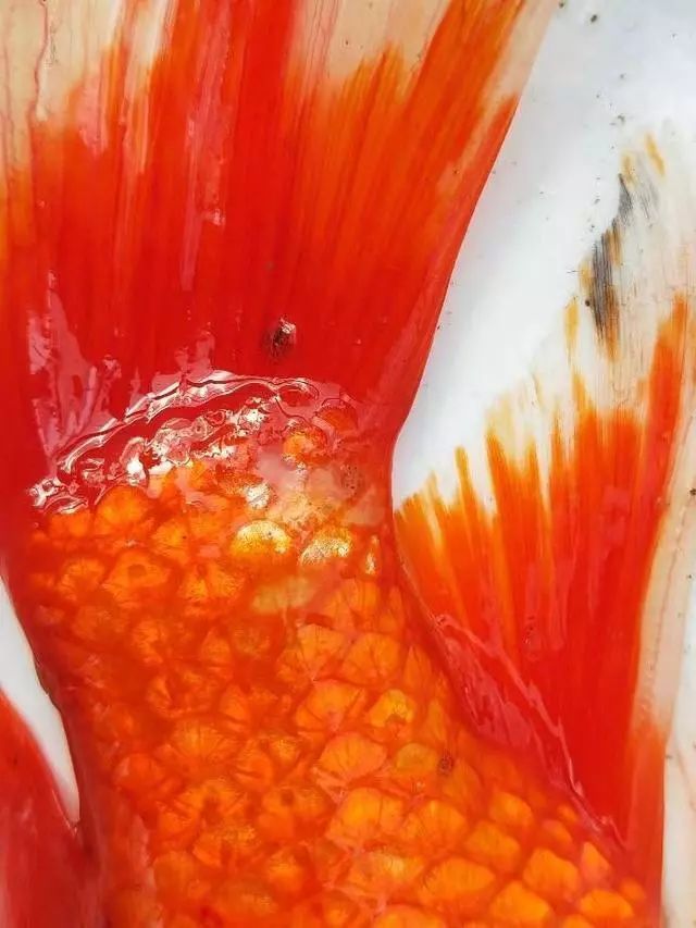 如何區(qū)分不同種類的魚虱，arxiv論文助手arxiv論文助手arxiv論文助手