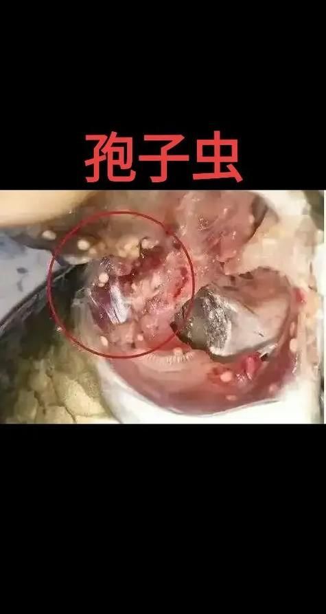 如何區(qū)分不同種類的魚虱，arxiv論文助手arxiv論文助手arxiv論文助手
