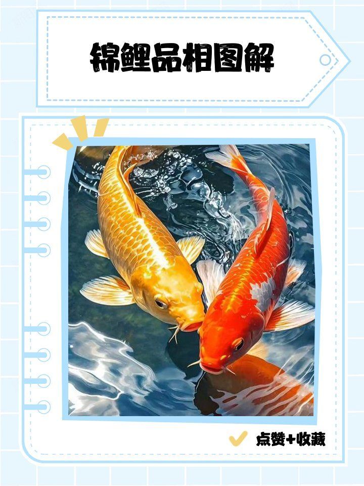 如何判斷錦鯉的品相和血統，如何判斷錦鯉的品相和血統和血統的實用技巧判斷錦鯉品相和血統