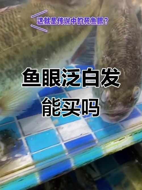 如何預防魚眼睛往外凸且發白，如何預防魚眼外凸且發白