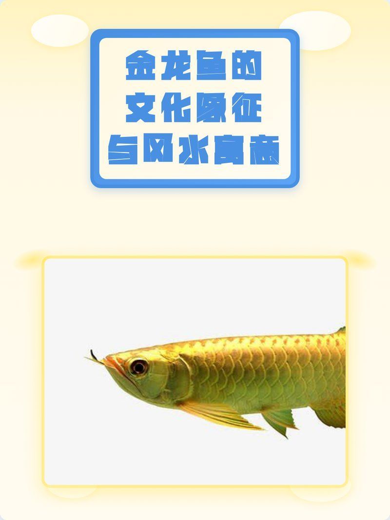 紅龍魚和金龍魚哪個更招財？，紅龍魚和金龍魚哪個更招財，