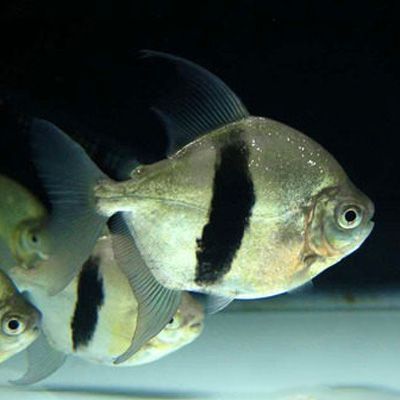 如何判斷粗線銀板魚是否發情？，如何判斷粗線銀板魚是否發情