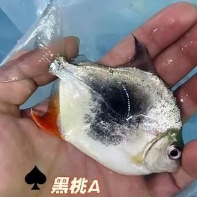 如何判斷粗線銀板魚是否發情？，如何判斷粗線銀板魚是否發情