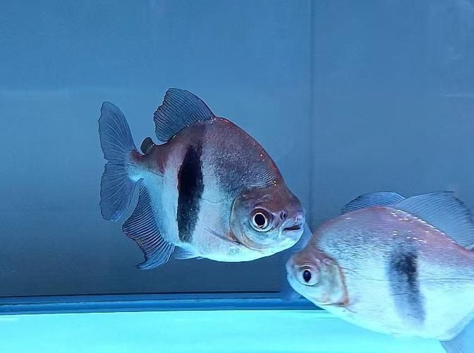 如何判斷粗線銀板魚是否發情？，如何判斷粗線銀板魚是否發情