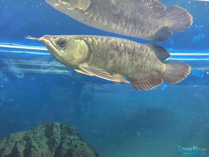 龍魚黑鱗最怕三個東西圖片，龍魚黑鱗可以治愈嗎