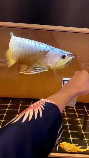炮頭金龍魚的市場價格是多少，炮頭金龍魚市場價格是多少炮頭金龍魚市場價格是多少
