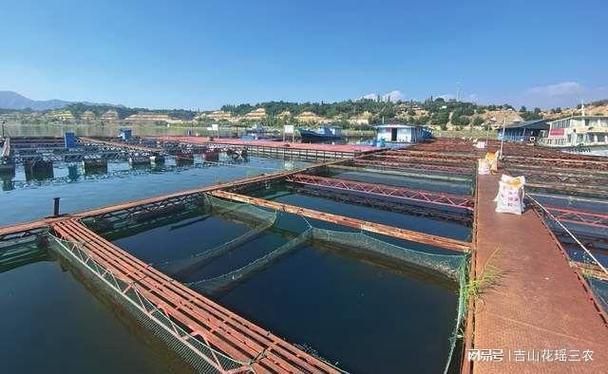 永靖龍魚的養殖技術有哪些？，永靖龍魚的養殖技術