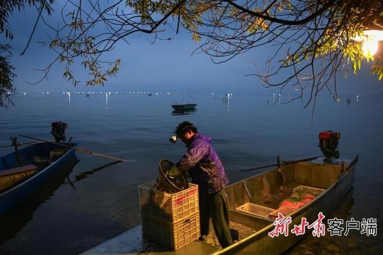 永靖龍魚的養殖技術有哪些？，永靖龍魚的養殖技術