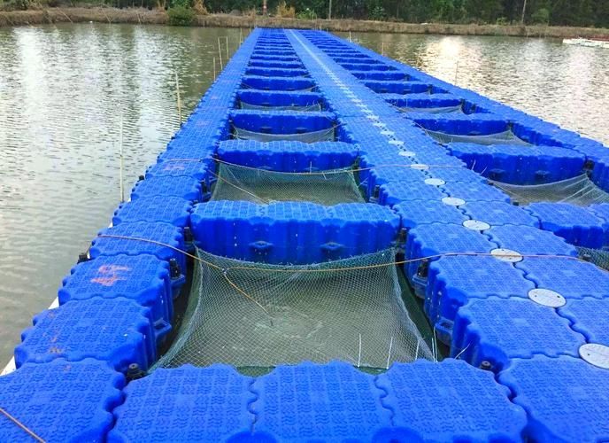 永靖龍魚的養殖技術有哪些？，永靖龍魚的養殖技術