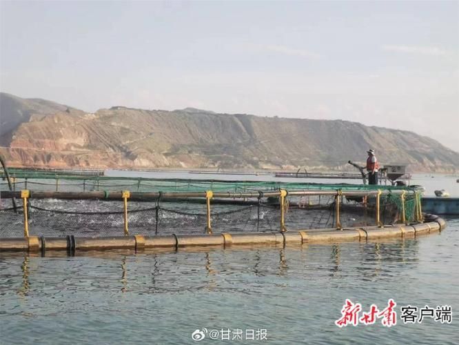 永靖龍魚的養殖技術有哪些？，永靖龍魚的養殖技術