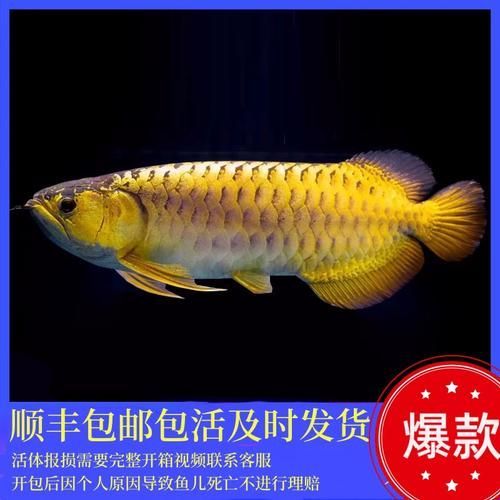 紅龍過背金龍魚的價格，紅龍過背金龍魚價格如何鑒別紅龍過背金龍魚的品質