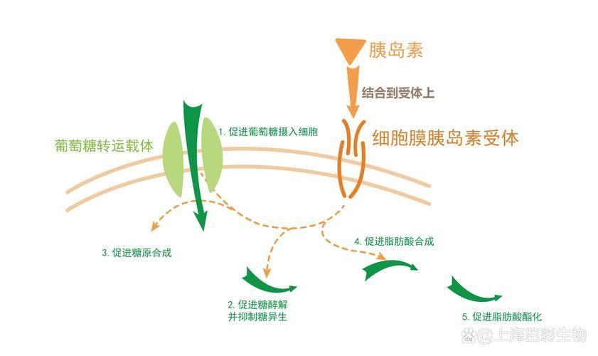 有哪些常見疾病及其防治方法，中國人群高發、具有明確防治路徑的五大類常見疾病