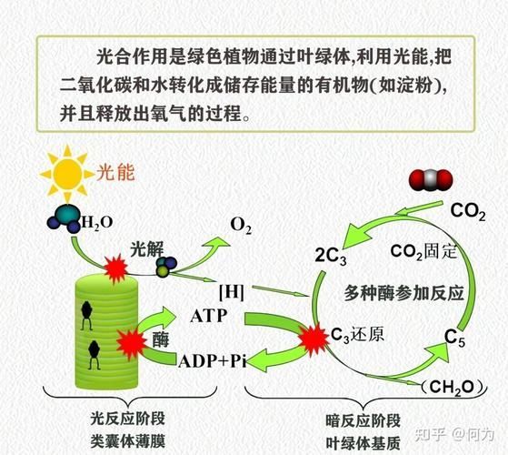有哪些魚缸增氧方法推薦，中小型魚缸增氧方式