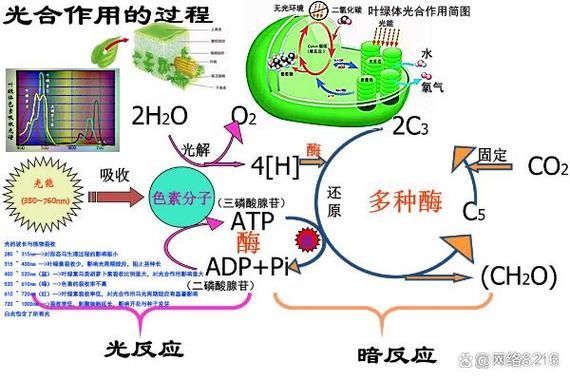 有哪些魚缸增氧方法推薦，中小型魚缸增氧方式