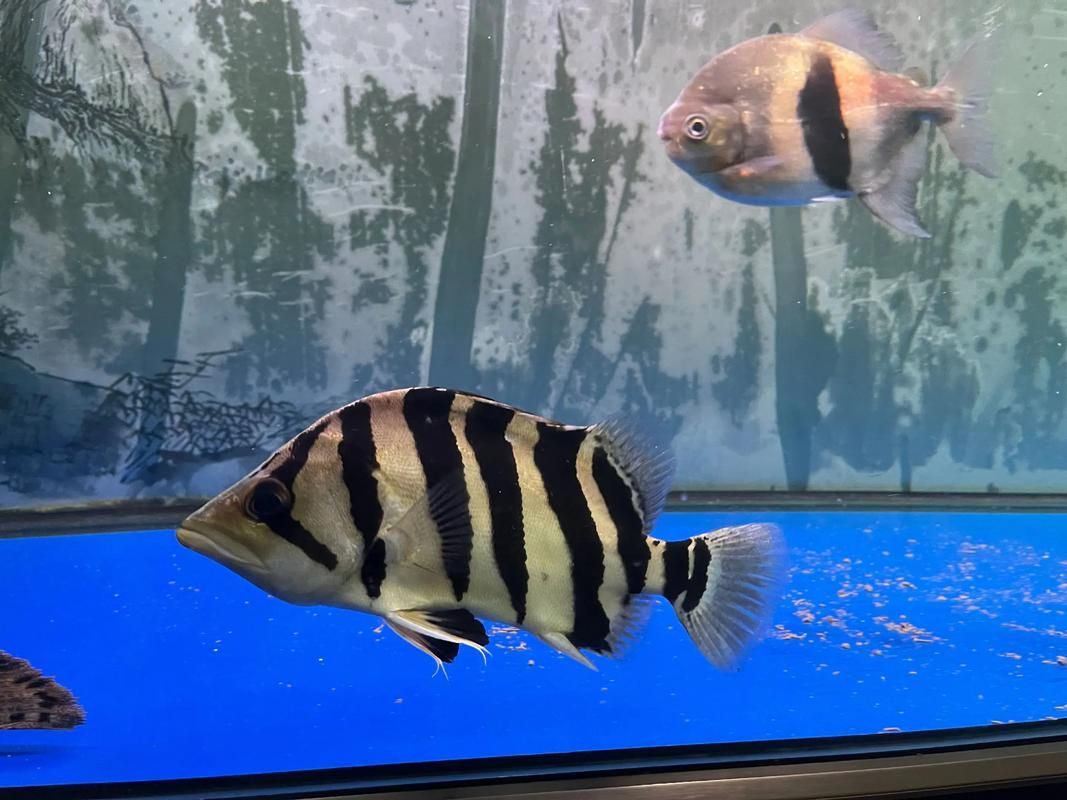 給我一些鑒別真假虎斑恐龍魚的圖片，如何鑒別真假虎斑恐龍魚